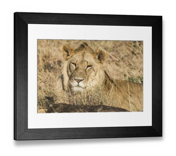 Framed Print : Adult, africa, african, animal Framed Print : Adult, africa, african, animal