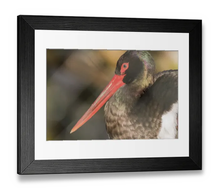 Framed Print : Africa, animal, beak, beautiful Framed Print : Africa, animal, beak, beautiful