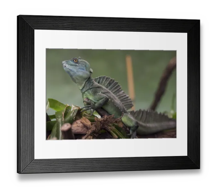 Framed Print : Plumed basilisk (Basiliscus plumifrons)