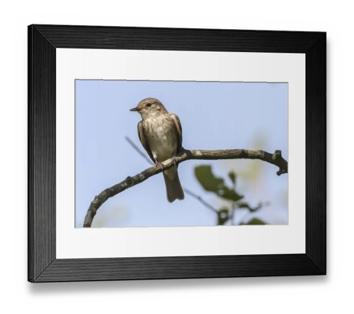 Framed Print : A resting grey flycatcher on a branch Framed Print : A resting grey flycatcher on a branch
