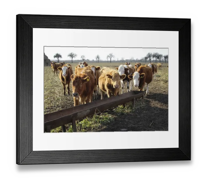 Framed Print : Cow, cows, cattle on the pasture