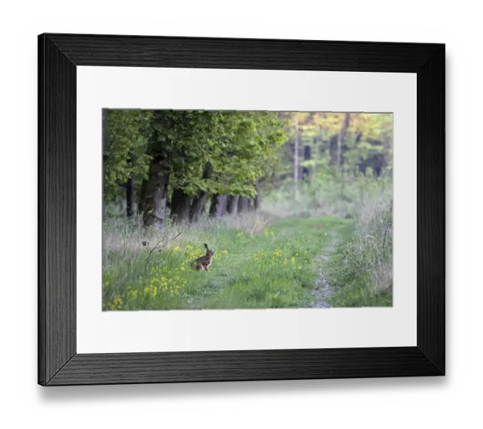 Framed Print : Brown hare at the edge of the forest Framed Print : Brown hare at the edge of the forest