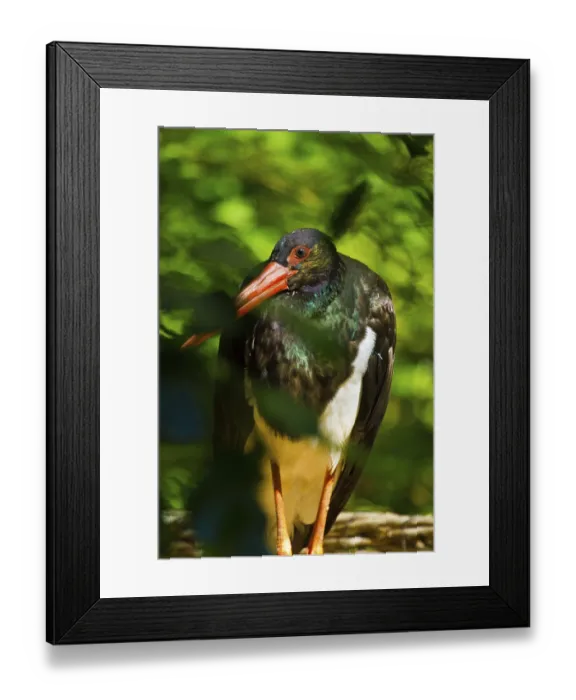 Framed Print : Black stork (Ciconia nigra)