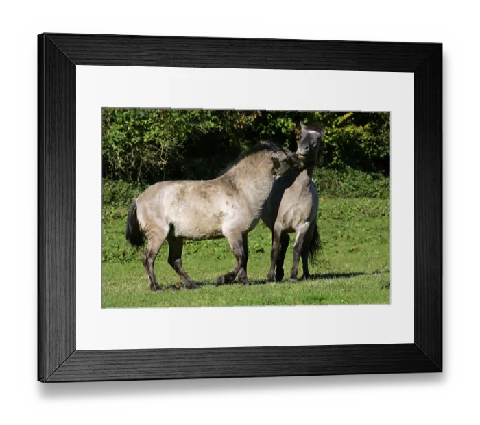 Framed Print : Konik horses - koniks - social behaviour (Equus islandicus) Framed Print : Konik horses - koniks - social behaviour (Equus islandicus)