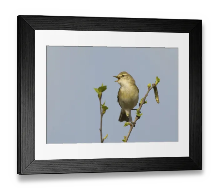 Framed Print : Willow warbler (Phylloscopus trochilus) Framed Print : Willow warbler (Phylloscopus trochilus)