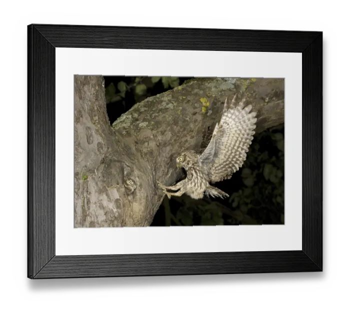 Framed Print : Little Owl (Athene noctua) at nest hole with young