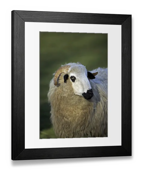 Framed Print : Thones a Marthod domestic sheep, ewe