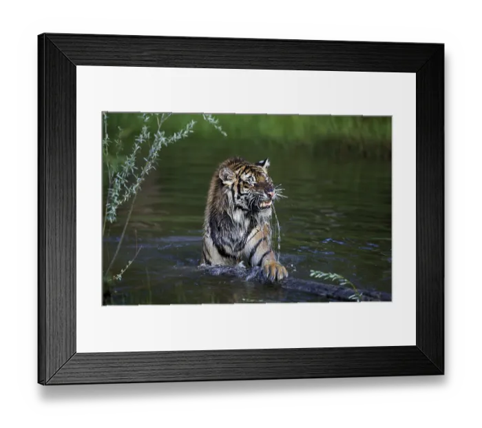Framed Print : SIBERIAN TIGER (panthera tigris altaica)
