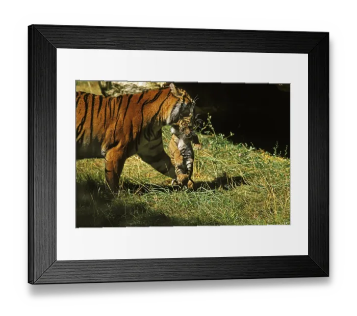 Framed Print : SUMATRAN TIGER (panthera tigris sumatrae)
