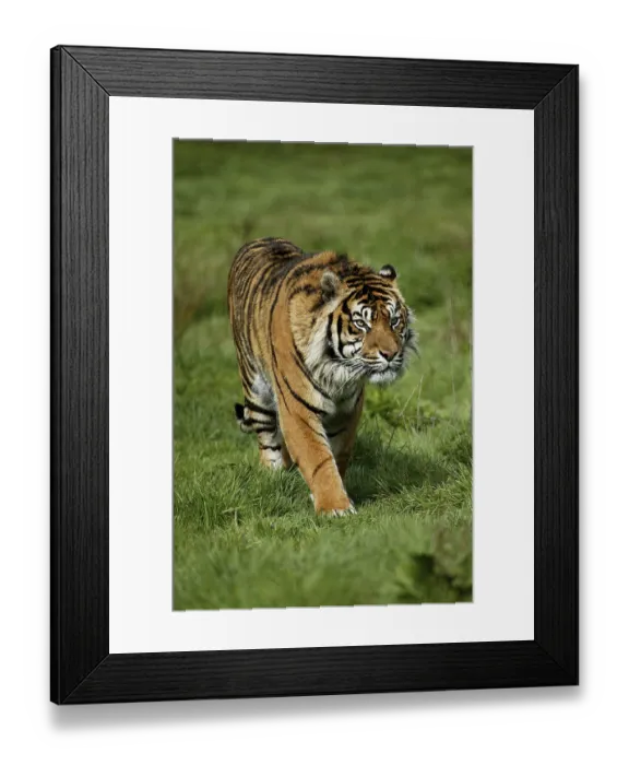 Framed Print : Sumatran tiger (panthera tigris sumatrae)