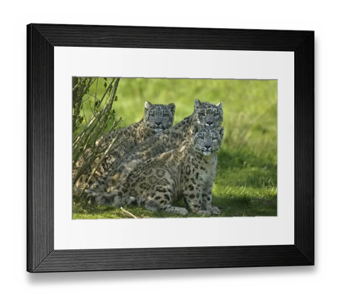 Framed Print : SNOW EOPARD OR OUNCE uncia uncia, MOTHER WITH KUB Framed Print : SNOW EOPARD OR OUNCE uncia uncia, MOTHER WITH KUB