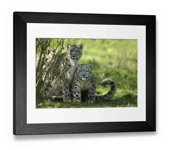 Framed Print : SNOW EOPARD OR OUNCE uncia uncia, MOTHER WITH KUB