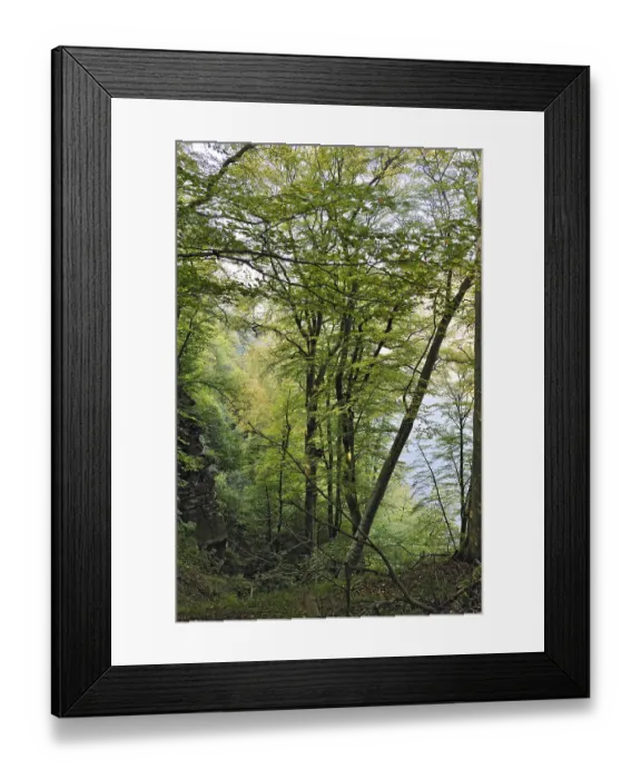 Framed Print : Beech forest near Burg Montclair Framed Print : Beech forest near Burg Montclair