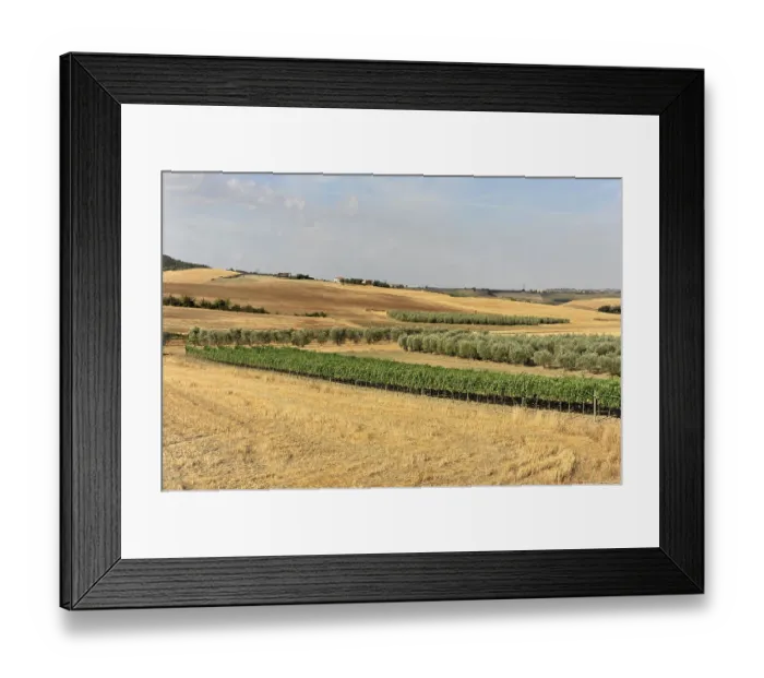 Framed Print : Combination of wheat fields and olive groves under a sunny sky