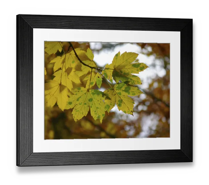 Framed Print : Deciduous forest in autumn, colourful maple branch Framed Print : Deciduous forest in autumn, colourful maple branch