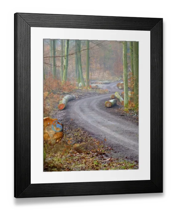 Framed Print : Forest path, Maulbronn deciduous forest in winter