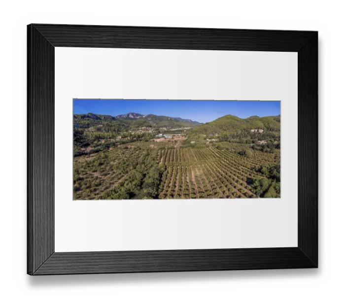 Framed Print : Olive groves of Son Quint aerial view
