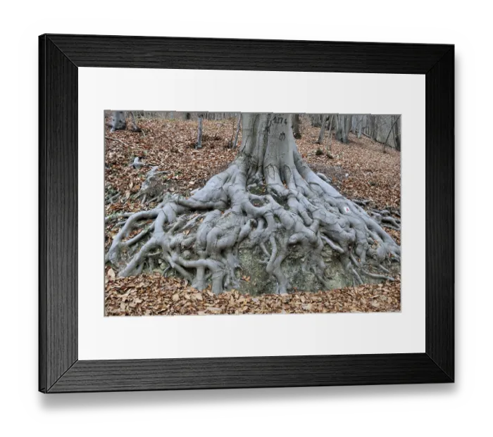 Framed Print : Beech forest, italy