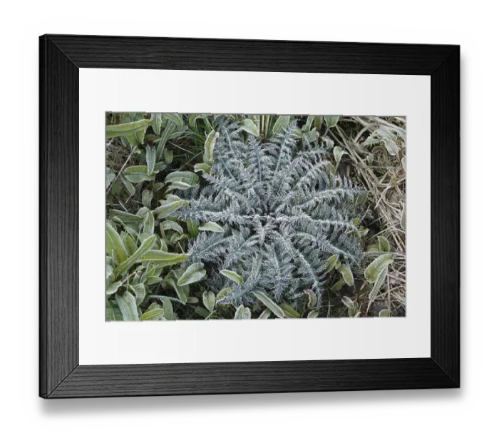 Framed Print : Thistle covered with white frost