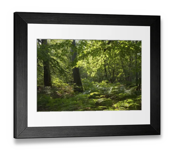 Framed Print : Mixed forest with bracken (Pteridium aquilinum)