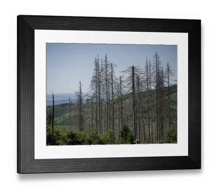 Framed Print : Dead, dead spruces (Picea), tree death