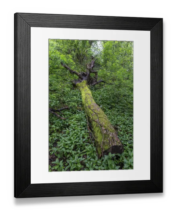 Framed Print : Deadwood overgrown with moss in the forest at Schaumberg
