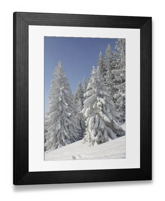 Framed Print : Snow-covered pine trees, Spruces (Picea abies) in a winter forest