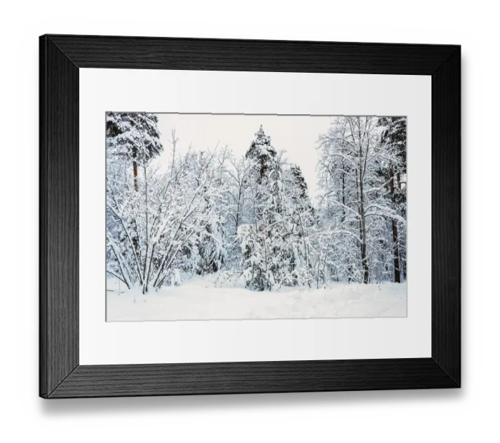 Framed Print : Trees in a snowy forest Framed Print : Trees in a snowy forest