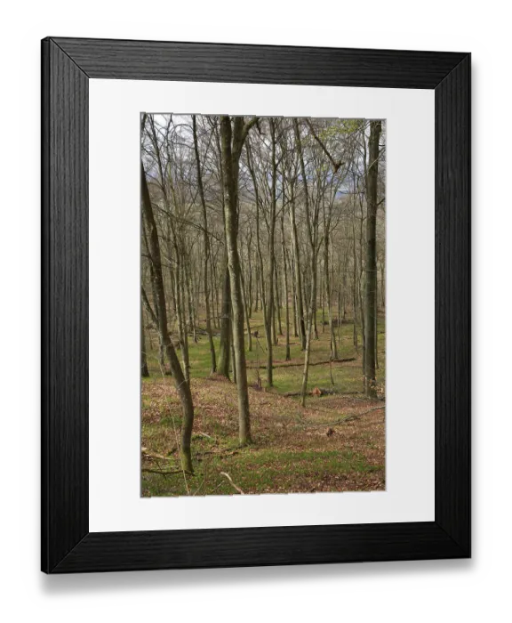 Framed Print : Leafless beech forest in autumnal mood with leaves on the ground Framed Print : Leafless beech forest in autumnal mood with leaves on the ground