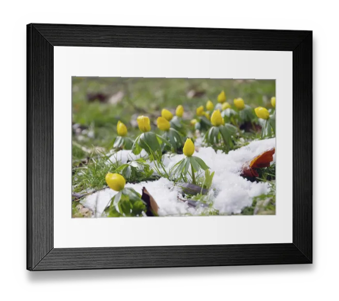 Framed Print : Winter aconite 07