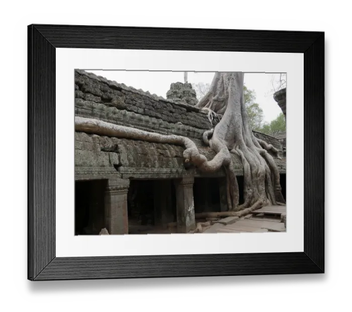 Framed Print : Tree roots grow over the ancient Ta Prohm temple Framed Print : Tree roots grow over the ancient Ta Prohm temple