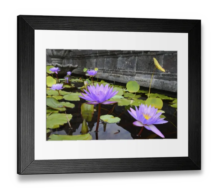Framed Print : Blue lotus (Nymphaea caerulea) flower Framed Print : Blue lotus (Nymphaea caerulea) flower