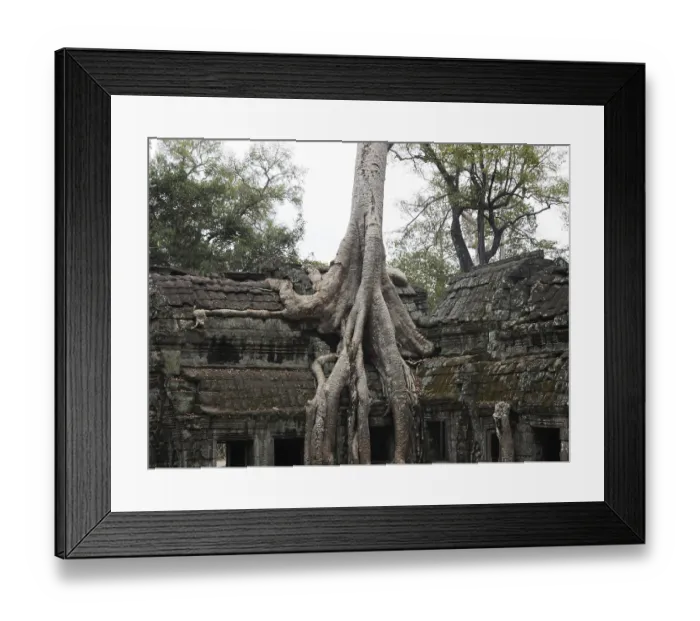 Framed Print : Tree roots grow over the ancient Ta Prohm temple Framed Print : Tree roots grow over the ancient Ta Prohm temple