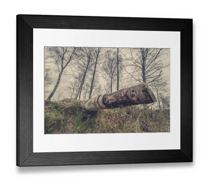Framed Print : Tree trunk of a birch in the forest in the fall Framed Print : Tree trunk of a birch in the forest in the fall