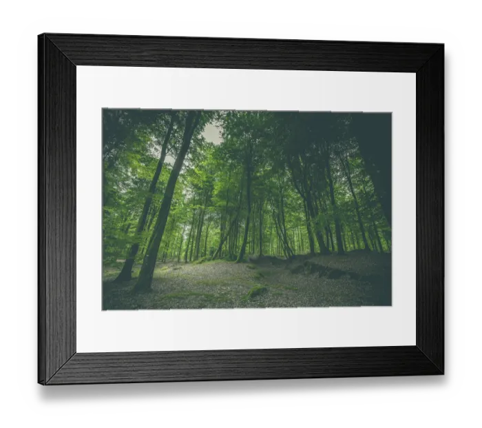 Framed Print : Dark forest with green trees in the spring Framed Print : Dark forest with green trees in the spring