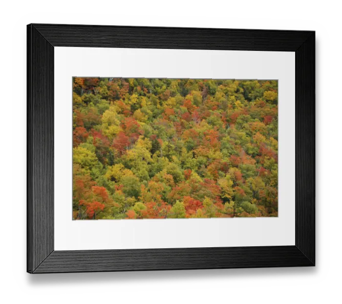 Framed Print : Autumn forest, White Mountains