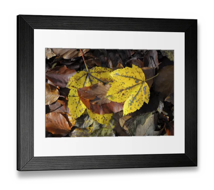 Framed Print : Colourful maple leaf in autumn forest