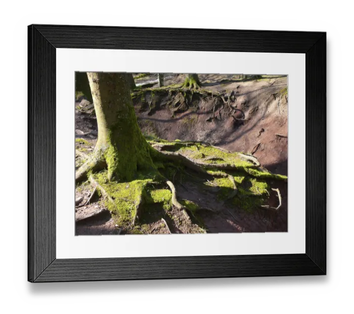Framed Print : Beech forest with erosion, exposed roots Framed Print : Beech forest with erosion, exposed roots