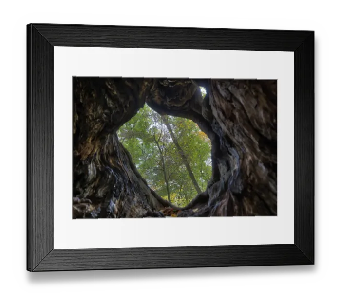 Framed Print : Old tree trunk in autumn Framed Print : Old tree trunk in autumn