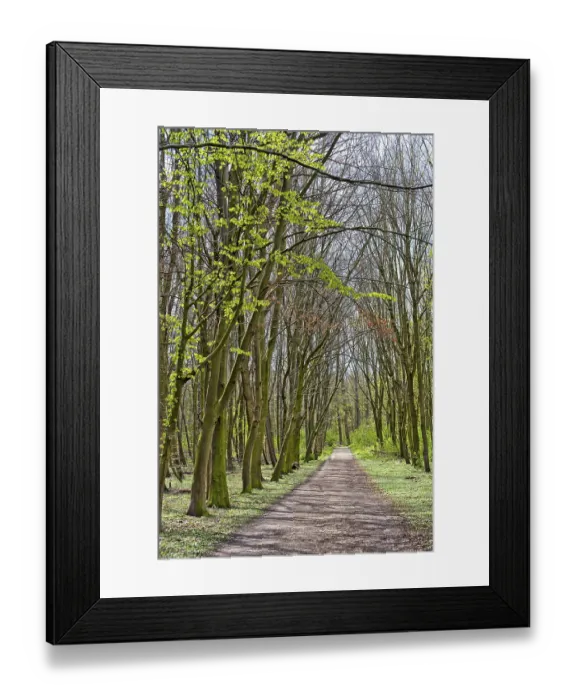 Framed Print : Forest path on a spring day in the sunshine