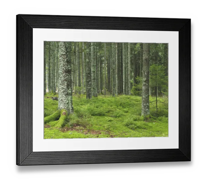 Framed Print : Coniferous forest with moss and blueberry bushes in the Black Forest near Schonach