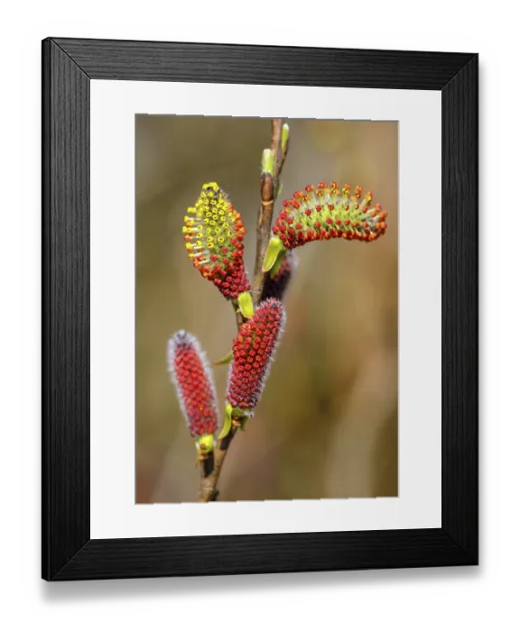 Framed Print : Male flower catkins of Purple willow (Salix purpurea) Framed Print : Male flower catkins of Purple willow (Salix purpurea)