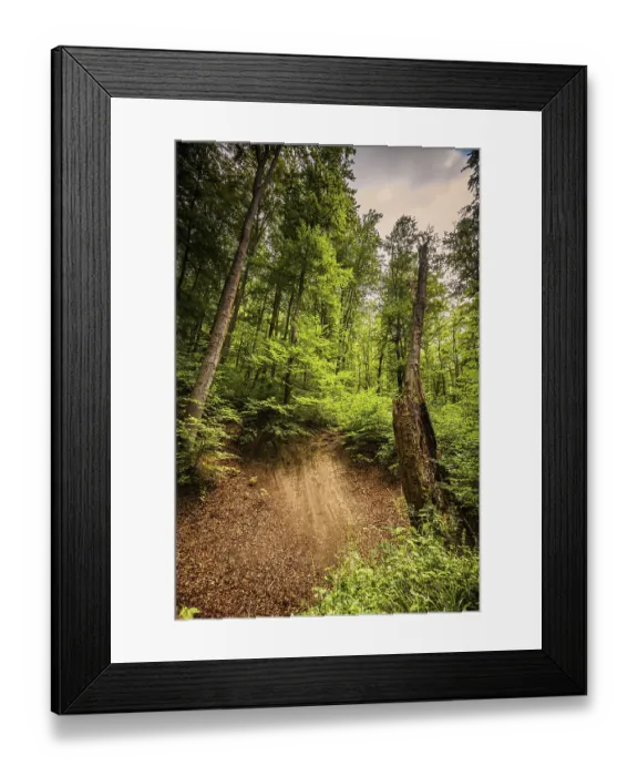 Framed Print : Mixed forest in Thuringia above Jena Framed Print : Mixed forest in Thuringia above Jena