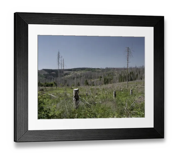 Framed Print : Dead, dead spruces (Picea), tree death Framed Print : Dead, dead spruces (Picea), tree death