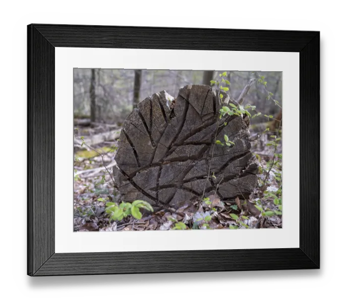 Framed Print : Cut surface with grooves from a felled tree in the Kellerwald-Edersee National Park Framed Print : Cut surface with grooves from a felled tree in the Kellerwald-Edersee National Park