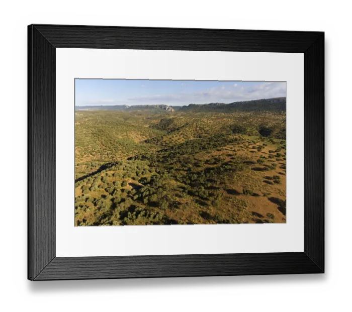 Framed Print : Dehesa, holm oak forest, aerial view Framed Print : Dehesa, holm oak forest, aerial view