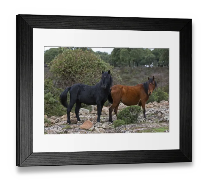 Framed Print : Giara horse (Equus ferus caballus) or Achetta pony in the cork oak forest