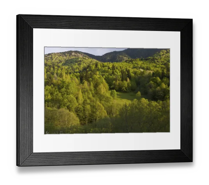 Framed Print : View of mixed woodland habitat