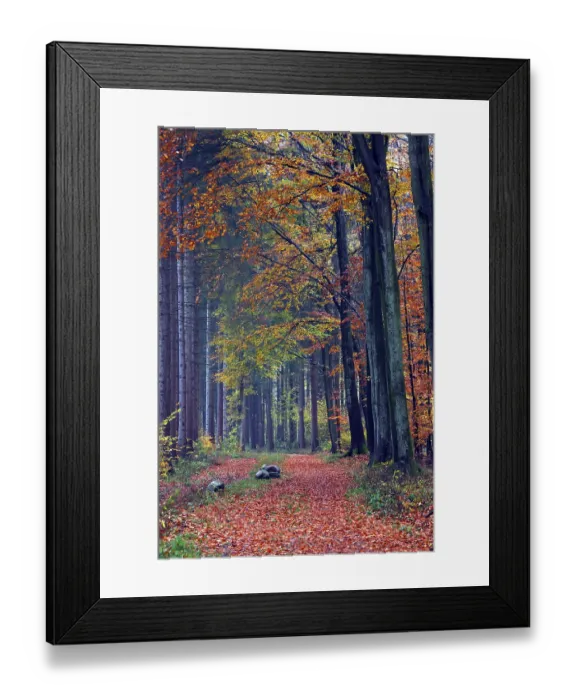 Framed Print : Beech forest in autumn, Rade, Schleswig-Holstein Framed Print : Beech forest in autumn, Rade, Schleswig-Holstein