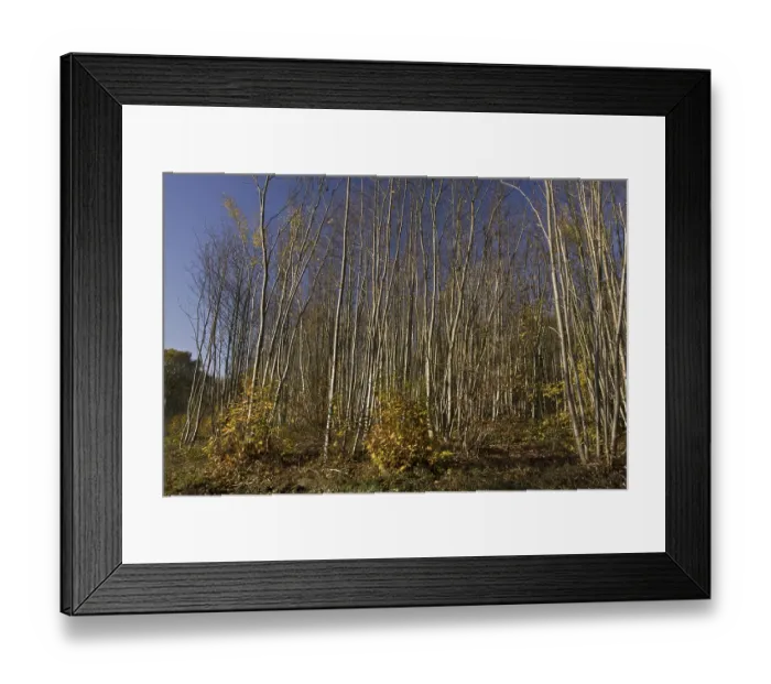 Framed Print : Sweet Chestnut (Castanea sativa)